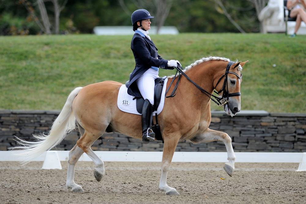 Lutz Haflinger - Dressage